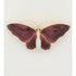 Aksel Holmsen Jewelry VNTG Aksel Holmsen Norway 925 & Red Enamel LARGE Butterfly Converter Brooch